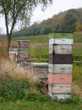 Help Us Save The Bees