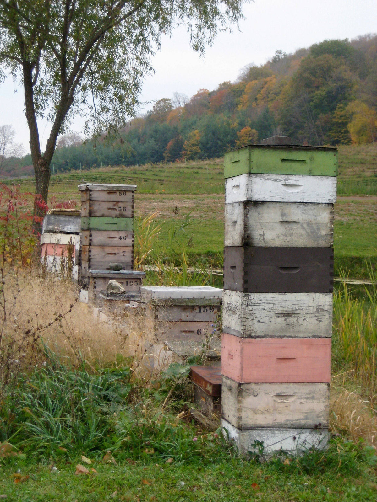 Help Us Save The Bees